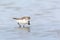 Spoon-billed Sandpiper or Critically endangered.