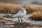 A spoon billed sandpiper with an isolated background