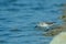 Spoon-billed sandpiper in nature Thailand