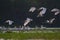 Spoon bills flock flight at a wetland in evening light