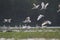 Spoon bills flock flight at a wetland in evening light