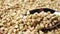 A spoon grabs raw green buckwheat grains close-up.