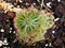 Spoon leaved sundew plant ,drosera spatulta capensis ,Fraser island Spatula sundew