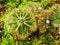 Spoon leaved sundew plant ,drosera spatulta capensis ,Fraser island Spatula sundew ,