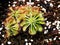 Spoon leaved sundew plant ,drosera spatulta capensis ,Fraser island Spatula sundew