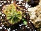 Spoon leaved sundew plant ,drosera spatulta capensis ,Fraser island Spatula sundew