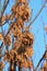 Spoon shaped fruit of ash in winter