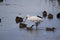 Spoonbill fishing in the shallows