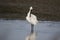 Spoonbill fishing in the shallows