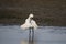 Spoonbill fishing in the shallows