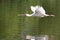 Spoonbill in Flight