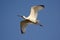 Spoonbill flying