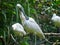 Spoonbill are a genus, Platalea, of large, long-legged wading birds standing in park