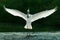 Spoonbill landing-wings stretched