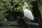 Spoonbill Platalea leucorodia