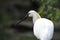 Spoonbill Platalea leucorodia