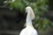 Spoonbill Platalea leucorodia