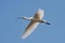 Spoonbill (Platalea leucorodia) in flight