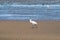 Spoonbill, Platalea leucorodia, walking on sand flat at low tide