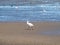 Spoonbill, Platalea leucorodia, walking on sand flat at low tide