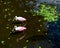 Spoonbills In an Aquatic Garden