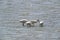 Spoonbills in Dutch wadden sea