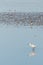 Spoonbills in Dutch wadden sea