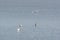 Spoonbills in Dutch wadden sea