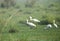 Spoonbills feeding in grasses