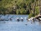 Spoonbills, geese and ducks in Westerplas lake on Schiermonnikoog island, Netherlands