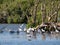 Spoonbills, geese and ducks in Westerplas lake on Schiermonnikoog island, Netherlands