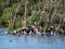 Spoonbills, geese and ducks in Westerplas lake on Schiermonnikoog island, Netherlands