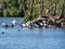 Spoonbills, geese and ducks in Westerplas lake on Schiermonnikoog island, Netherlands