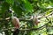Spoonbills are a genus, Platalea, of large, long-legged wading b