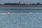 Spoonbills wading in shallow water