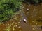 Spoonbills Wading in a Wetland Stream