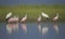 Spoonbills and Wood Storks in Georgia