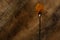 A spoonful of turmeric powder in a metal spoon. Dark wood background in warm shades