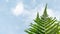 Sporangia on fern against clear sky. Groupes de sporanges on fern leaves. Reproduction of olypodiopsida or Polypodiophyta