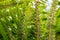 Sporangia on fern. Groupes de sporanges on fern leaves. Reproduction of olypodiopsida or Polypodiophyta