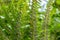 Sporangia on fern. Groupes de sporanges on fern leaves. Reproduction of olypodiopsida or Polypodiophyta