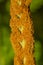 Sporangia on fertile frond of cinnamon fern in Connecticut