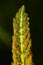 Sporangia on fertile frond of cinnamon fern in Connecticut