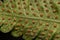 Sporangia on the leaves of a fern