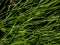 Sporangia of Psilotum nudum on aerial stems arising from horizontal rhizomes