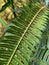 Spore-Adorned Fern Leaf with a Transparent Spider Passing By