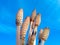 Spore cones of water horsetail emerging from swampy soil against a blue sky background