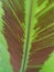 Spore fern leaf