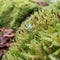 Spores above the green field of the moss