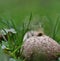 Spores coming out of puffball fungus, meadow puffball, Lycoperdon pratense